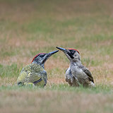 Green woodpeckers